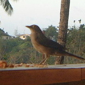 Bare-eyed Thrush